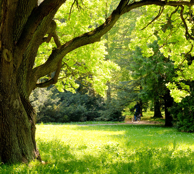 Tree in a Meadow